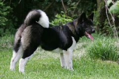 Akita - Japanese