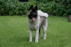 Akita - Japanese