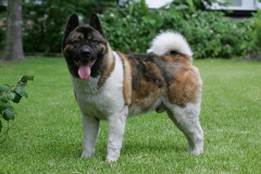 Akita - Japanese