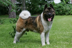 Akita - Japanese