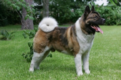 Akita - Japanese