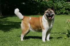 Akita - Japanese