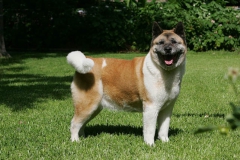 Akita - Japanese