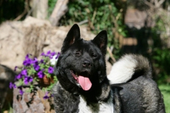 Akita - Japanese