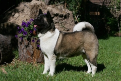 Akita - Japanese