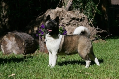 Akita - Japanese