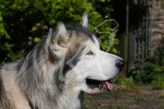 Alaskan Malamute