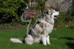 Alaskan Malamute