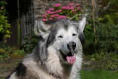 Alaskan Malamute