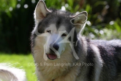 Alaskan Malamute