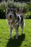 Alaskan Malamute