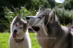 Alaskan Malamute