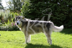 Alaskan Malamute