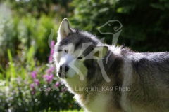 Alaskan Malamute