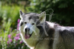 Alaskan Malamute