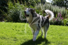 Alaskan Malamute