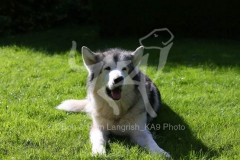 Alaskan Malamute