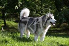 Alaskan Malamute