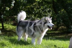 Alaskan Malamute