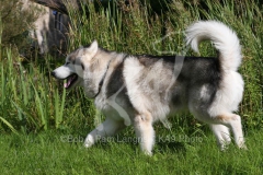 Alaskan Malamute