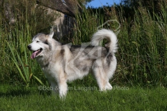 Alaskan Malamute