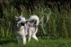 Alaskan Malamute