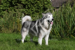 Alaskan Malamute