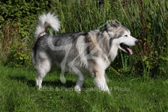 Alaskan Malamute