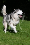 Alaskan Malamute