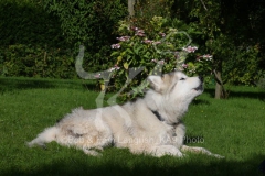 Alaskan Malamute