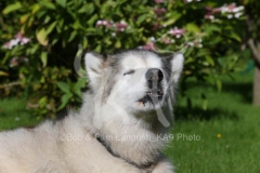 Alaskan Malamute