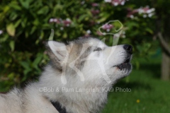 Alaskan Malamute