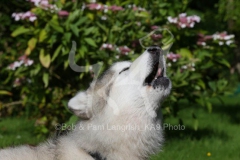 Alaskan Malamute