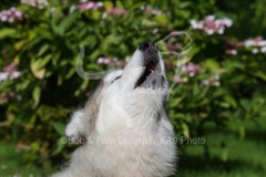 Alaskan Malamute