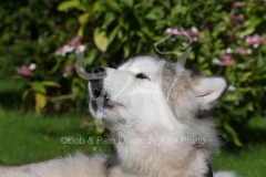 Alaskan Malamute