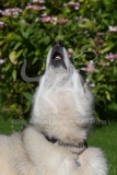 Alaskan Malamute