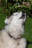 Alaskan Malamute