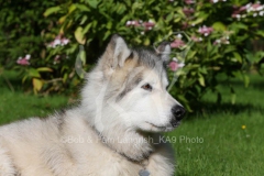 Alaskan Malamute