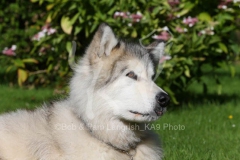 Alaskan Malamute