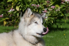 Alaskan Malamute