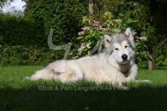 Alaskan Malamute