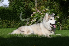 Alaskan Malamute