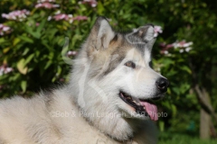 Alaskan Malamute