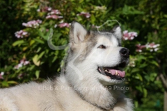 Alaskan Malamute