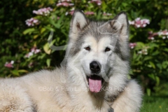 Alaskan Malamute