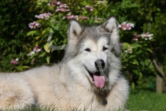 Alaskan Malamute