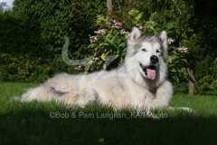 Alaskan Malamute