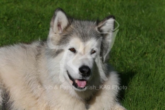 Alaskan Malamute