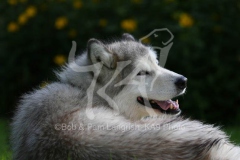 Alaskan Malamute