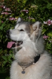 Alaskan Malamute